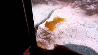 Yellow Watchman Goby amp Pistol Shrimp Pair [upl. by Assirk]