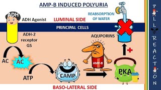 AmphotericinB induced Polyuria amp Hypokalemia  ADR [upl. by Augustus]