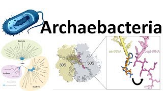 Archaebacteria introduction [upl. by Giamo710]