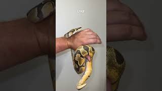 Sparkles The Bug Eyed Freak No one shares the size of their poop ballpython ballpythons [upl. by Leland721]