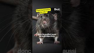 Fautil exterminer les rats [upl. by Burbank]