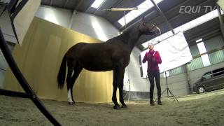 Profession photographe équin amp Conseil vétérinaire les chevaux agés [upl. by Laehcym]