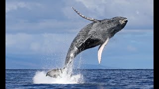 Hunchback Whale watch at Maui Hawaii  2022 [upl. by Gawlas851]