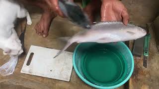 Skills in CLEANING tuna fish scales amp CUTTING MILKFISH CORRECTLY 2024 [upl. by Inaliak]