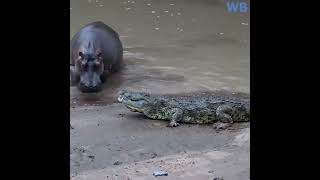 Crocodile vs Hippo battle for territory [upl. by Senalda]