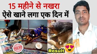 Dog not eating  appetite problem 15 month is solved Best solution and Offer for you [upl. by Aihsilat]