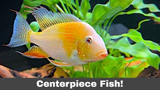 SPECTACULAR Albino Acara “Centerpiece” Fish [upl. by Kristy]