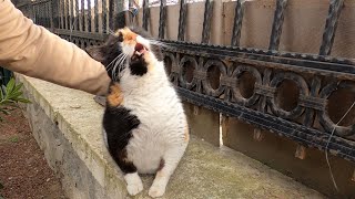 Chubby cat has a hilarious reaction to back scratch [upl. by Dyana99]