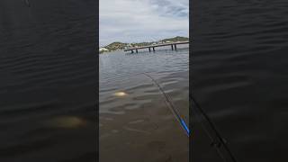 Awesome topwater fishing in the lagoon fishing tarpon fish kayakfishing barracuda snook [upl. by Aileon]