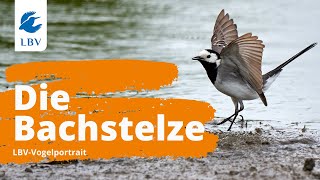 Die Bachstelze Motacilla alba  Steckbrief mit Gesang Vogelarten kennen lernen mit den Experten [upl. by Skelly]