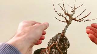 2 minute bonsai 2 root over rock tridents [upl. by Eramal]