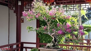 Crepe Myrtle Bonsai  Lagerstroemia indica [upl. by Schofield]