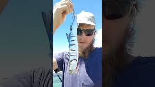 Navarre beach pier Shark fishing [upl. by Lraed]