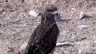 Black Kite Chick  Milvus Migrans [upl. by Alrep]