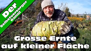 Grosse Ernte auf kleiner Fläche Kohlrabi Superschmelz [upl. by Rimaj]