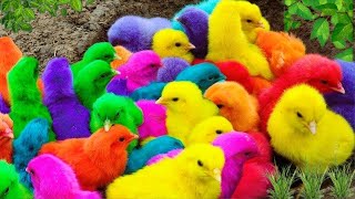 Tangkap Ayam LucuAyam Warna WarniAyam rainbowAyam Pelangi BebekkucingKelinciDunia Hewan Lucu [upl. by Cul]