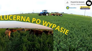 NASZA DNIÓWKA  UPRAWA POD LUCERNE  PODSUMOWANIE WYPASU NA LUCERNIE [upl. by Evets778]