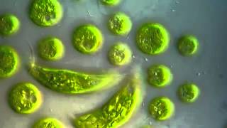 Chlamydomonas Euglena viridis كلميدوموناس ويوجلينا [upl. by Rudd]