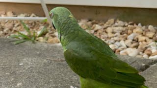 Llegó un loro a mi puertatalking parrotloro llorando por que lo bañaron pets parrot [upl. by Yablon958]