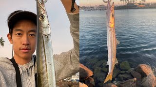 Wide Open California Barracuda Jerkbait Fishing from Shore [upl. by Lleder]