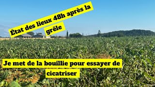 48h après la grêle je met de la bouillie bordelaise pour essayer de cicatriser c’est pitoyable 😭 [upl. by Baynebridge846]