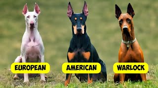 DOBERMAN PINSCHER TYPES  3 TYPES OF DOBERMANNS [upl. by Jb889]