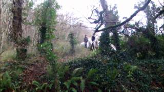 Killinick Harriers Hunt In Murrintown 2011 [upl. by Nur]