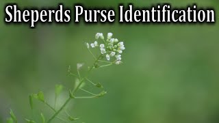 How to Identify Sheperds Purse  Wild Edible Plant Identification [upl. by Nitfa]