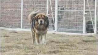 tibetan mastif x caucasian shepherd [upl. by Biel]