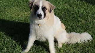 Comparing Temperaments Great Pyrenees vs Other Breeds [upl. by Mandler]