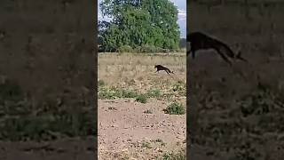 Primas liebres de heman cachorro negro de 9 meses [upl. by Storer35]