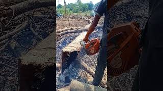 Cutting Albasia wood on firewoodwoodworkingshorts [upl. by Rawley]