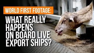 What REALLY happens on live export ships [upl. by Yreffoeg45]