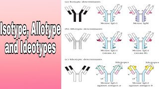 Antibody variation Isotype Allotype and Ideotypes [upl. by Austine]