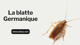 La Blatte Germanique Blattella germanica Ce Cafard que lon Retrouve dans les Cuisines [upl. by Fredenburg]