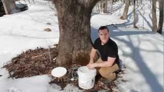 How to Make Maple Syrup [upl. by Syman]