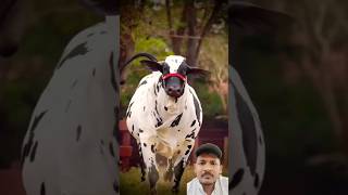 Jay gaumata ❤️ gausevasangh animals gausevadham cow farming trending ytshorts [upl. by Leirud]