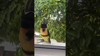 Collared aracari toucan attacks window  El Salvador [upl. by Nnaj161]