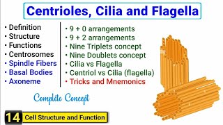 Centriole Centrosome Cilia and Flagella  Complete concept  J Biology [upl. by Cletus]