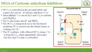 Diuretic Mechanism of action of Carbonic ahhydrase inhibitors Site 1 Diuretics [upl. by Jelle621]