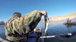 First Winter Bass  Saguaro Lake  December 29 2014 [upl. by Katuscha229]