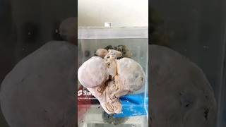 Uterus with fetus specimrn mounting video😨👍🏻baby fetus babyshorts museum cutebaby uterus [upl. by Aicenad]