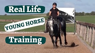 Young Horse Training Demystified [upl. by Novaat]