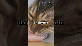 Why Can’t Cats Taste Sweetness cat catfacts cats catlover catvideos petlover pet animals [upl. by Eiralam40]