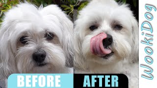 Dog Grooming Eye Boogers Trim  Wookidog Maltese Shih Tzu 4K Dog Grooming Video [upl. by Clari]