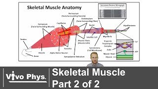 Skeletal Muscle Part 2 of 2  Anatomy and Muscle Contraction Mechanisms [upl. by Ebehp728]