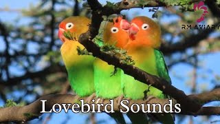 Lovebird Sounds and Singing  Lovebird Singing Lovebirds Chirping Sounds  Lovebirds singing [upl. by Sabelle]