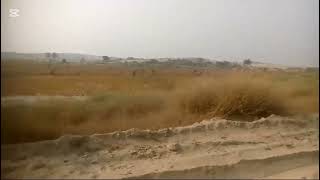 53 Acres Agricultural Land Near Head Muhammad Wala for Sale [upl. by Elleinet4]