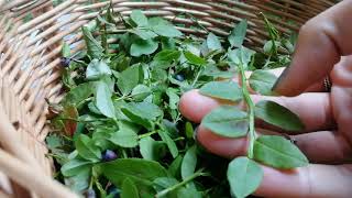 My Experience Using Blueberry Leaves For Medicinal Uses [upl. by Rebmyt]