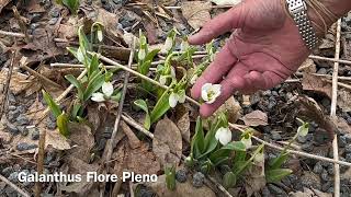 Snow Drop Galanthus Flore Pleno  Bulbs for Fall Planting [upl. by Robbins3]